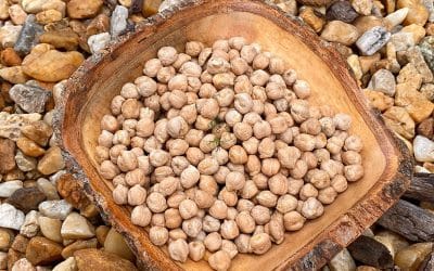 The Uses and Benefits of Akpi Seeds (Ricinodendron heudelotii)