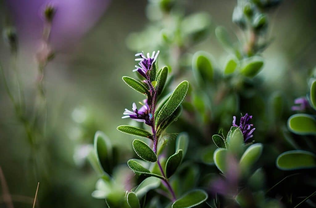 Alfalfa: A Natural Approach to Supporting Hair Health