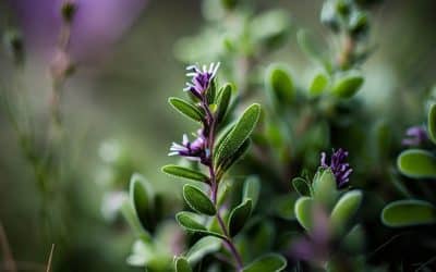 Alfalfa: A Natural Approach to Supporting Hair Health
