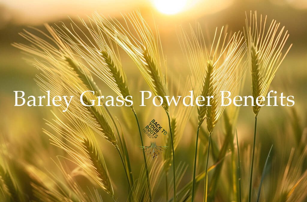 Health Benefits of Barley Grass