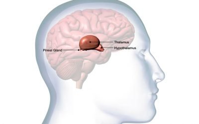 Herbs for Hypothalamus and Pituitary Gland Support