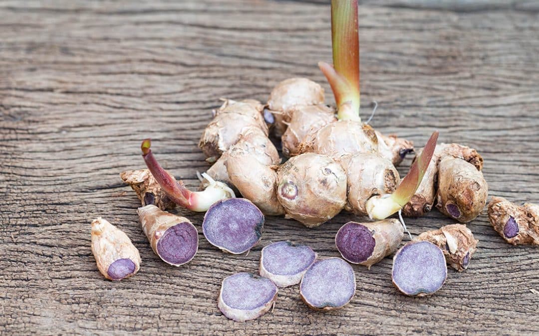 Black Ginger (Kaempferia parviflora): A Comprehensive Guide