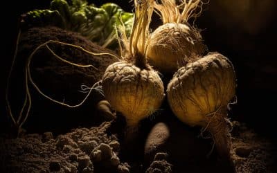 The Complete Guide to Black Maca for Men