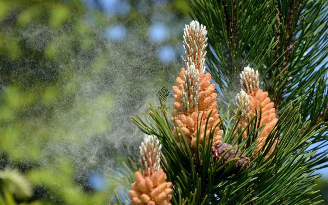 Pine Pollen and Testosterone: Exploring the Science and Potential Benefits