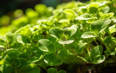 Bacopa Monnieri for the Brain: Enhancing Memory, Focus, and Cognitive Function