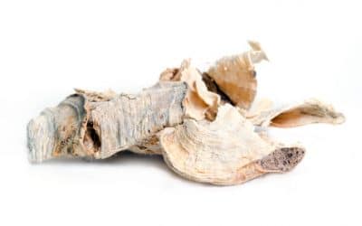A Guide to Butea Superba’s Effects on Male Health