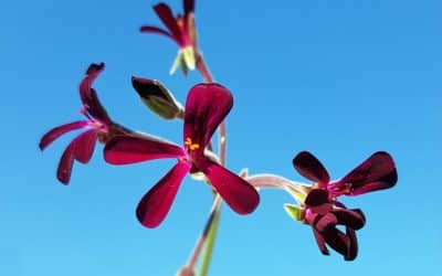 Health Benefits and Uses of Pelargonium sidoides: A Detailed Review