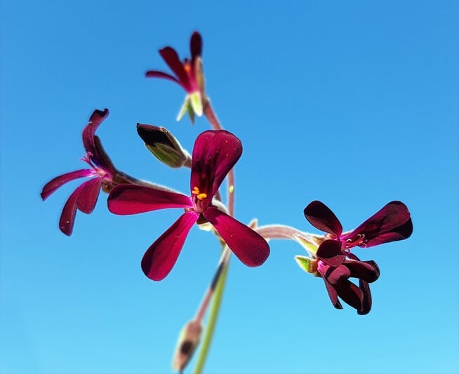 Health Benefits and Uses of Pelargonium sidoides: A Detailed Review