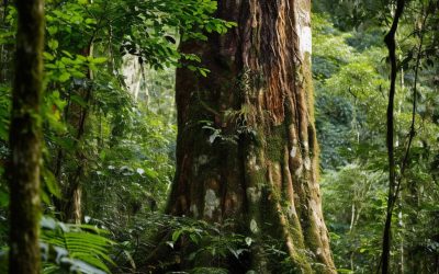 Chuchuhuasi: Traditional Amazonian Medicine and Its Spiritual Significance