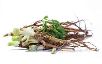 Herbs for Women’s Health: Traditional Uses and Modern Science