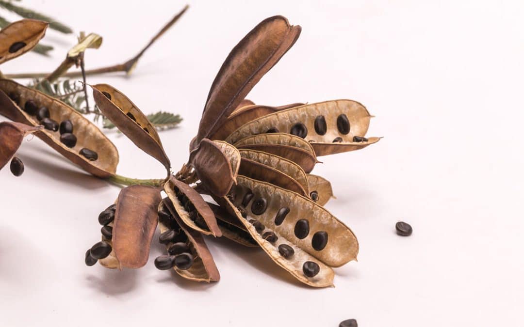 The Antiparasitic Action of Mimosa Pudica Seed