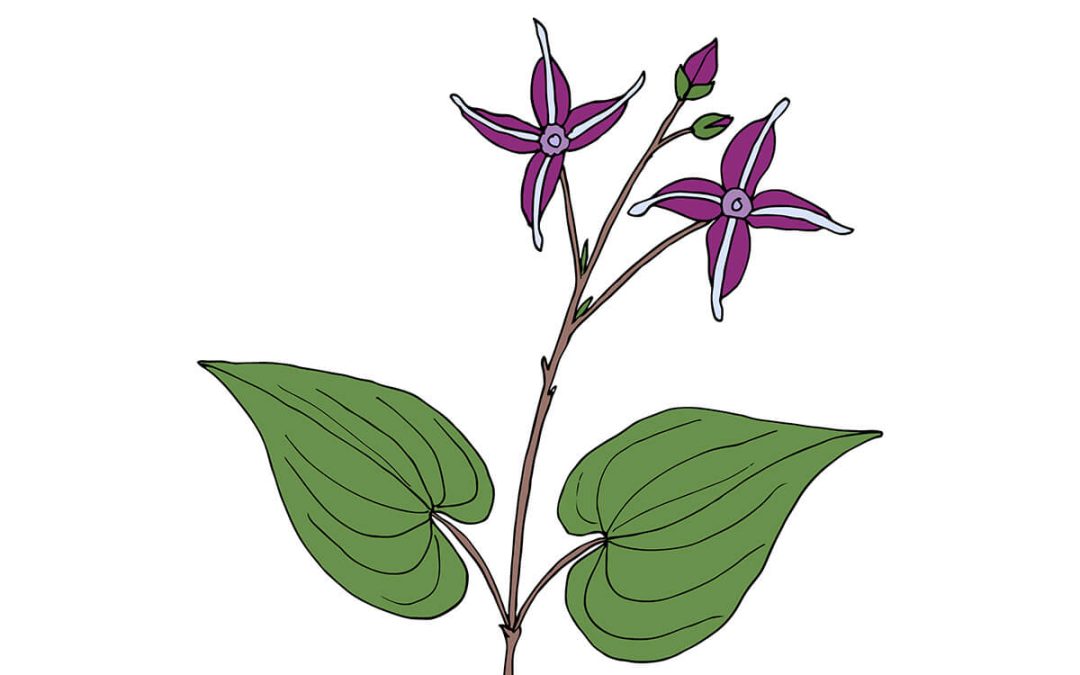 A Comprehensive Guide to Epimedium