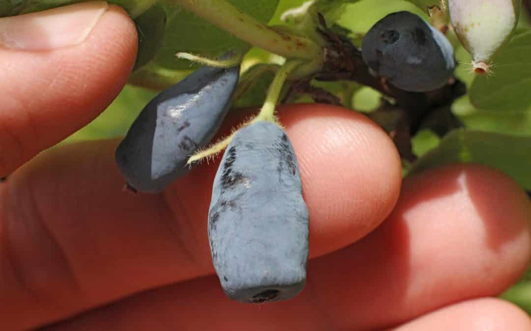Honeyberries: A Nutritional Powerhouse for Health and Wellness