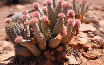 Hoodia Gordonii and Appetite Suppression: Examining the Evidence