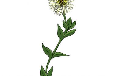 The Complete Guide to Kanna (Sceletium tortuosum): From Traditional Uses to Modern Research