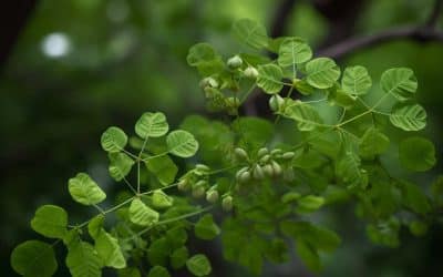 Moringa oleifera and Diabetes: A Natural Approach to Blood Sugar Management