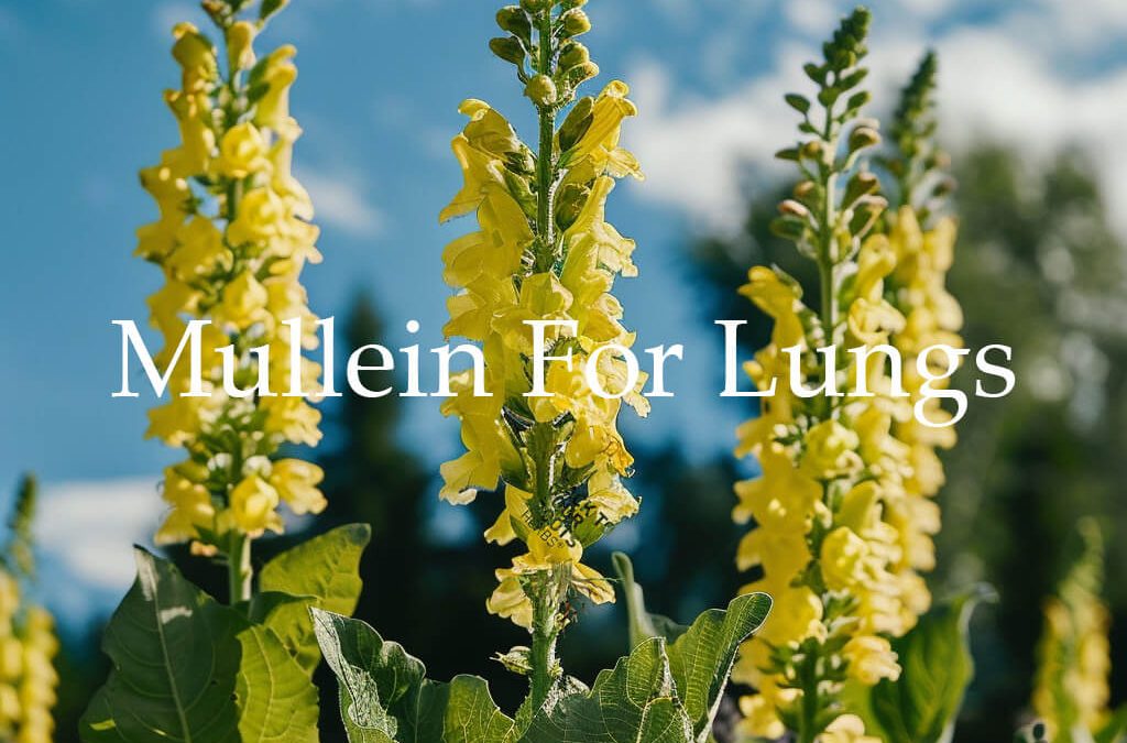 Mullein Benefits for Lungs: A Scientific Review