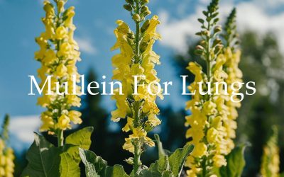 Mullein Benefits for Lungs: A Scientific Review