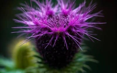 Maral Root (Rhaponticum carthamoides): A Comprehensive Review of Benefits, Uses, and Safety