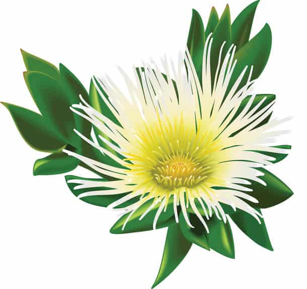 Sceletium Tortuosum Kanna Plant