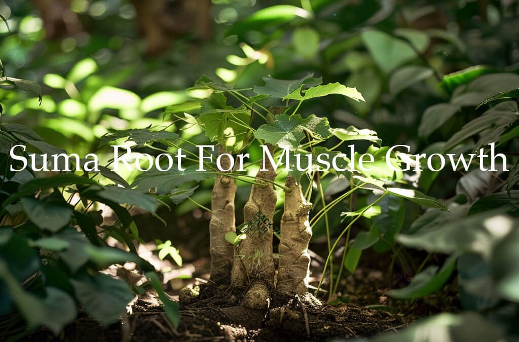 Pfaffia paniculata (Suma Root): A Natural Approach to Muscle Growth and Performance