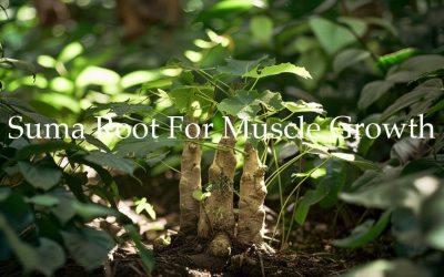 Pfaffia paniculata (Suma Root): A Natural Approach to Muscle Growth and Performance