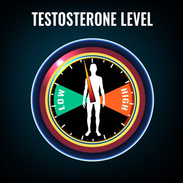 B. natalensis and Hormonal Health: Effects on Testosterone and Libido