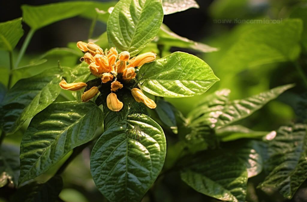 Exploring the Medicinal Potential of Turraea heterophylla: Phytochemistry, Uses, and Research