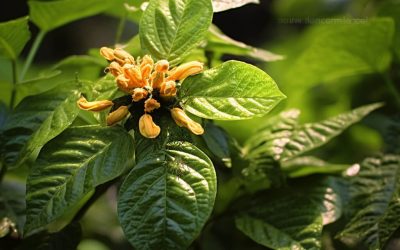 Exploring the Medicinal Potential of Turraea heterophylla: Phytochemistry, Uses, and Research
