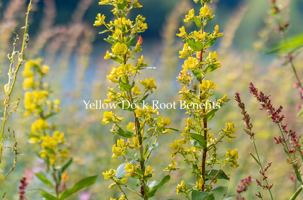 A Guide to Yellow Dock Root: Uses, Safety, and Benefits
