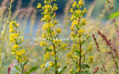 A Guide to Yellow Dock Root: Uses, Safety, and Benefits