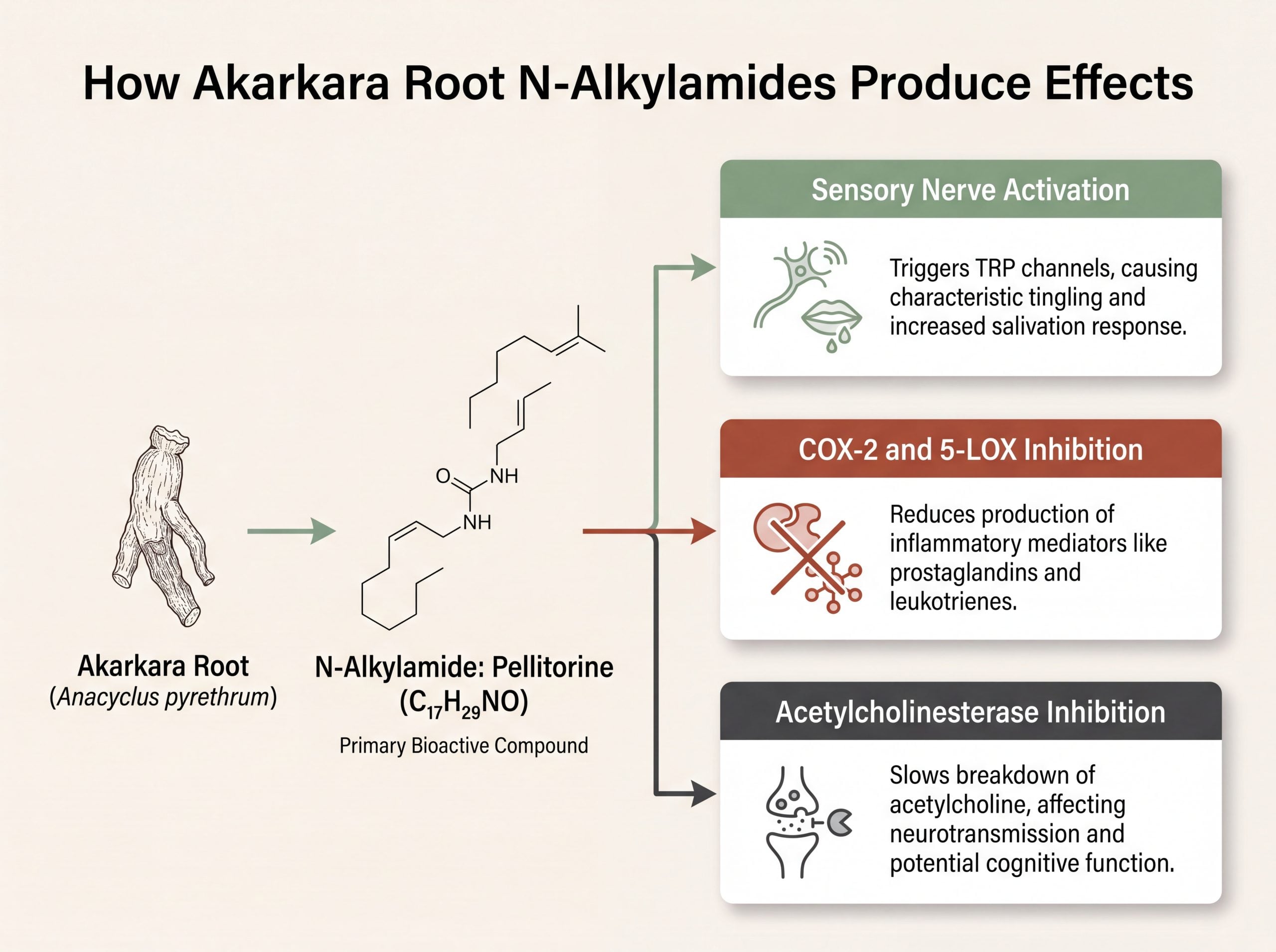 Infographic showing how pellitorine in Akarkara acts on sensory nerves, COX-2, 5-LOX and acetylcholinesterase