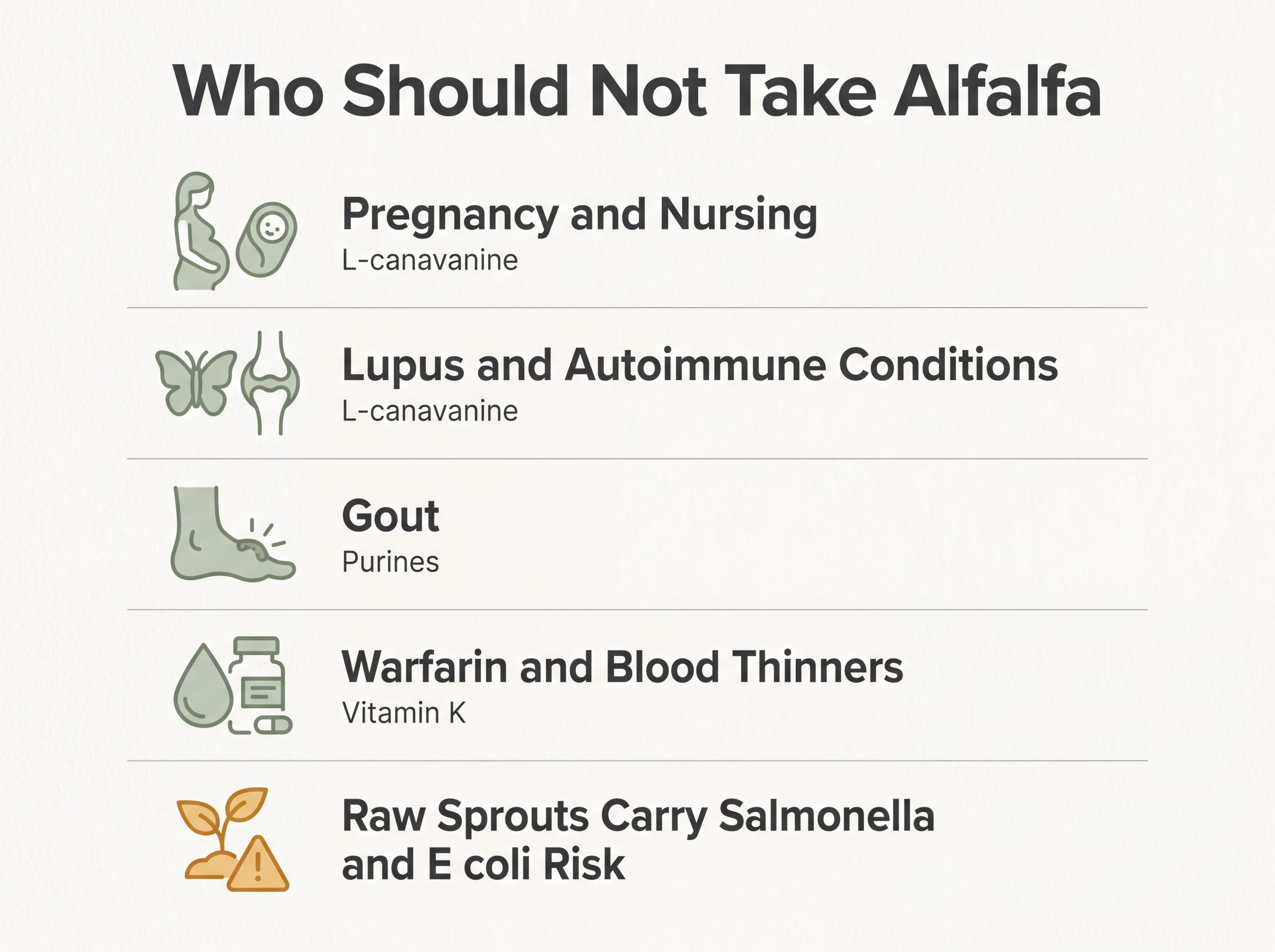 Infographic listing alfalfa contraindications including pregnancy, lupus, gout, and warfarin interaction