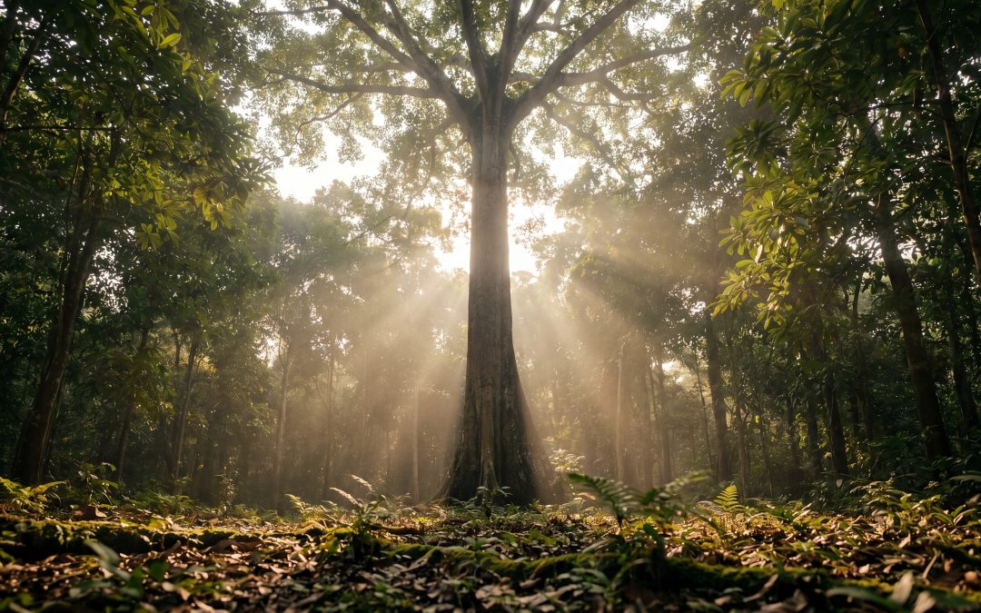 Alstonia Boonei for Malaria: West African Antimalarial Tree Medicine, Research, and Sourcing