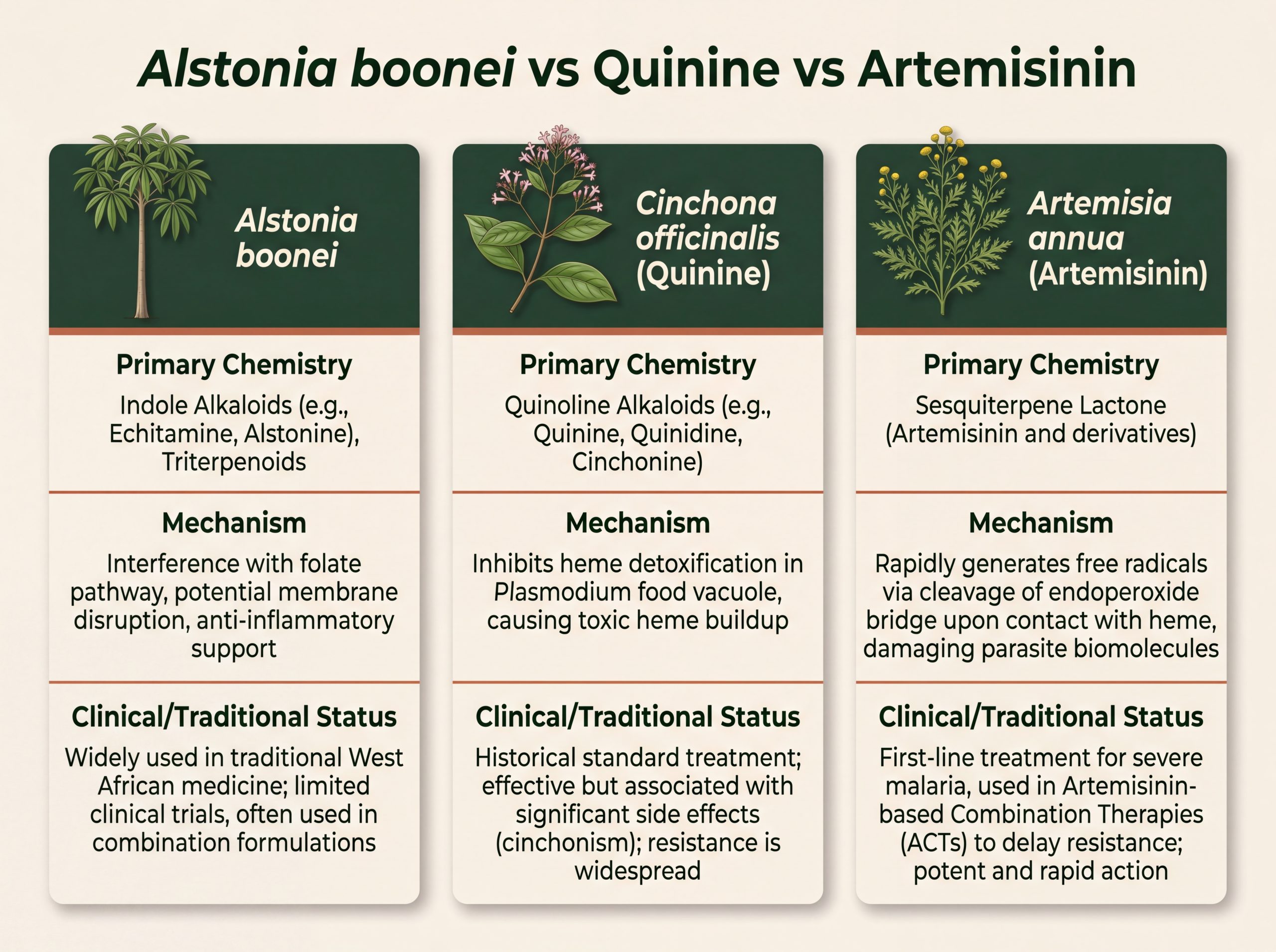 Comparison infographic of Alstonia boonei, quinine, and artemisinin antimalarial agents
