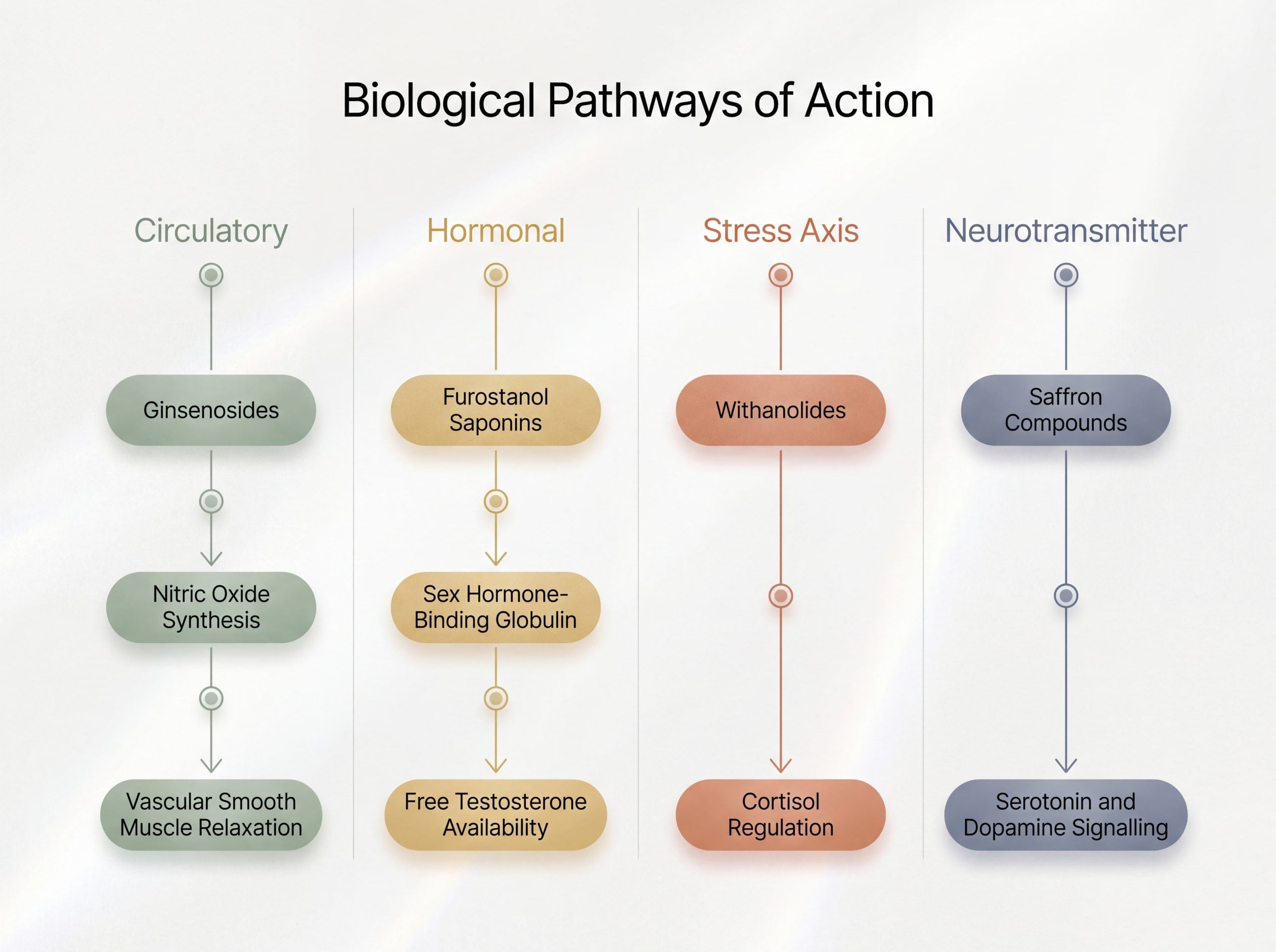 Diagram of four pathways studied for aphrodisiac herbs: circulatory, hormonal, stress axis and neurotransmitter.