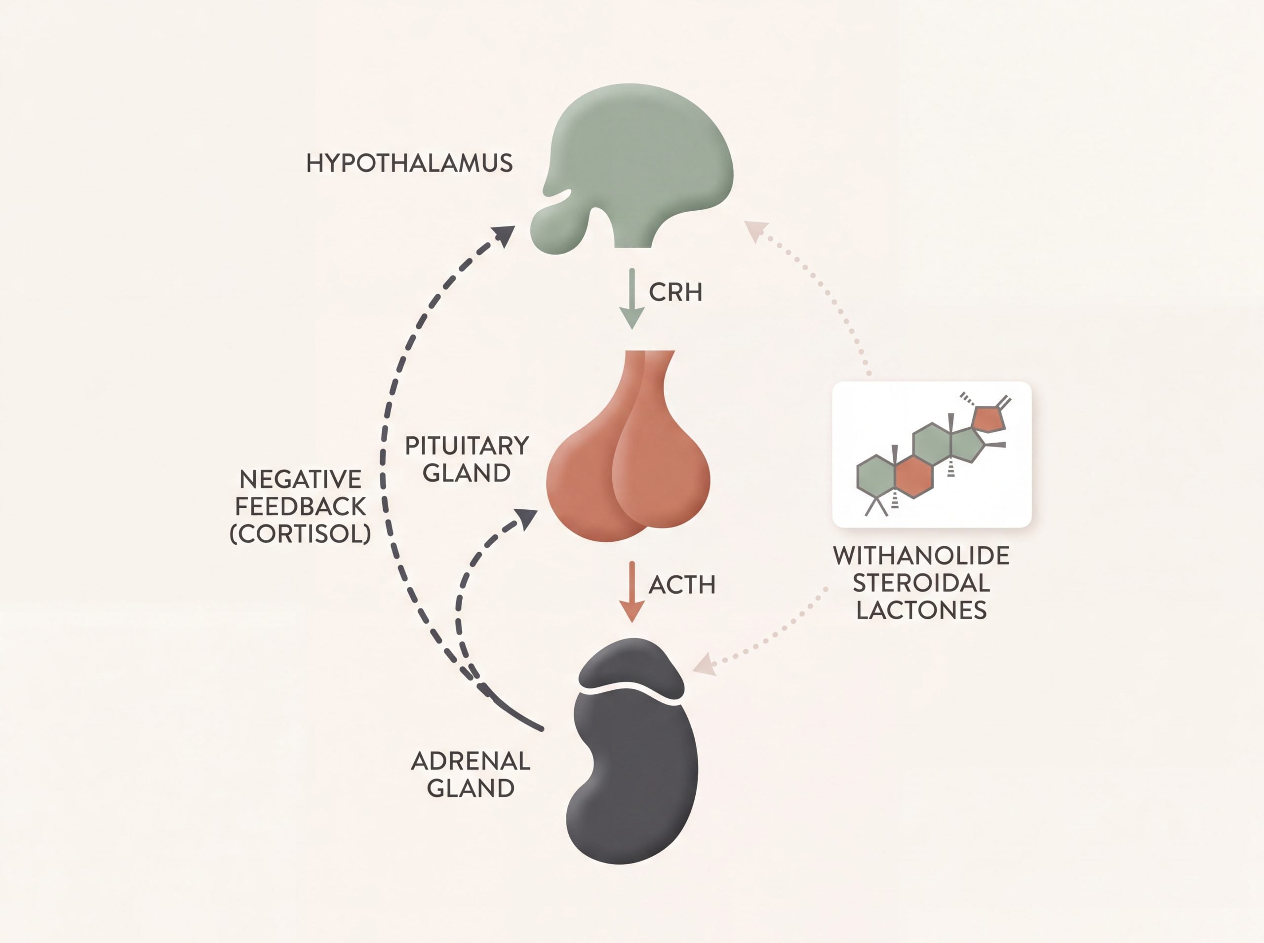 Diagram of the HPA axis showing where ashwagandha withanolides moderate cortisol signaling