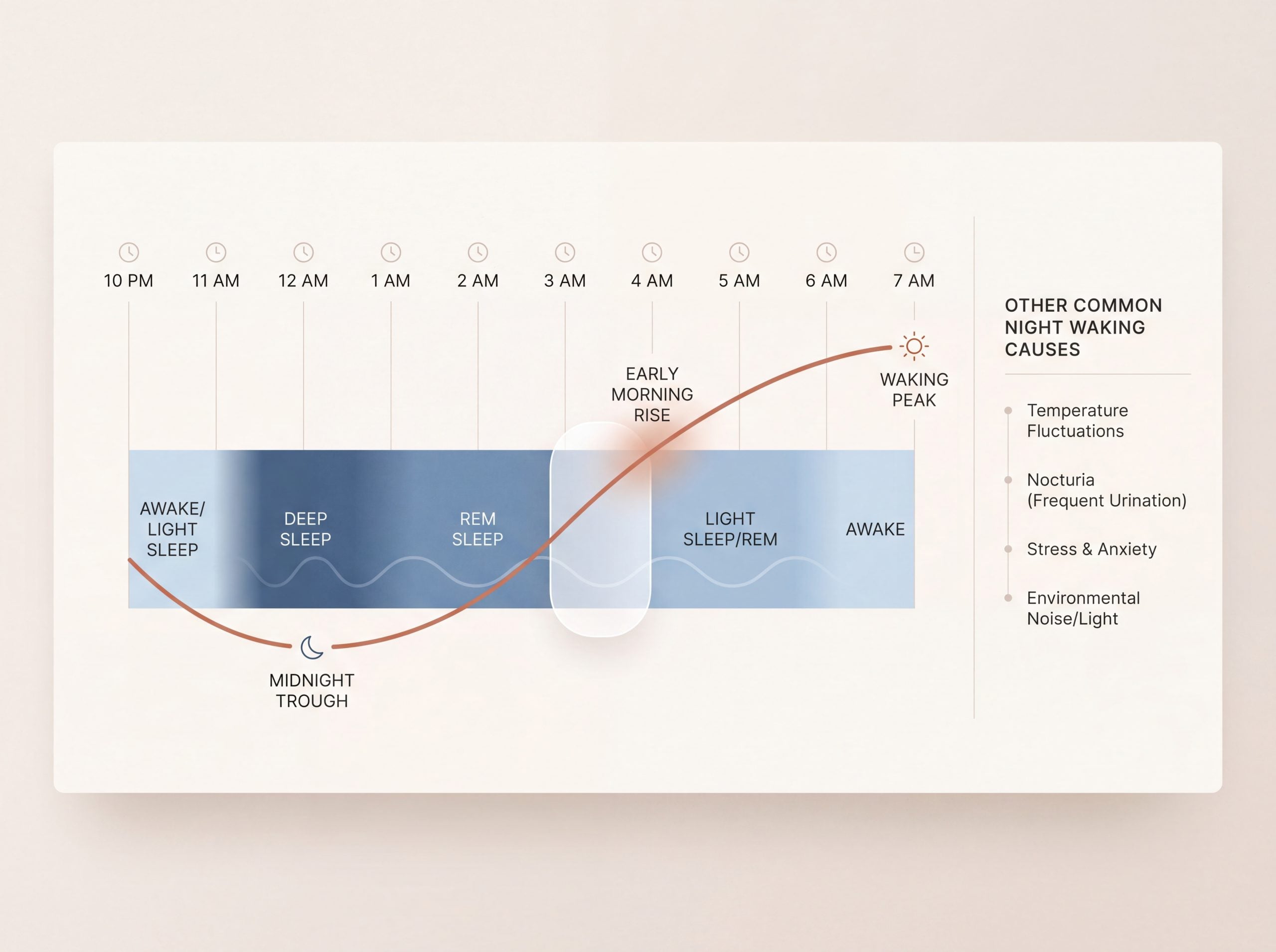 Diagram showing the pre-dawn cortisol rise overlapping lighter sleep stages around three in the morning