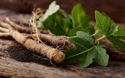 Learn Ashwagandha’s Role in a Smoother Menopausal Transition