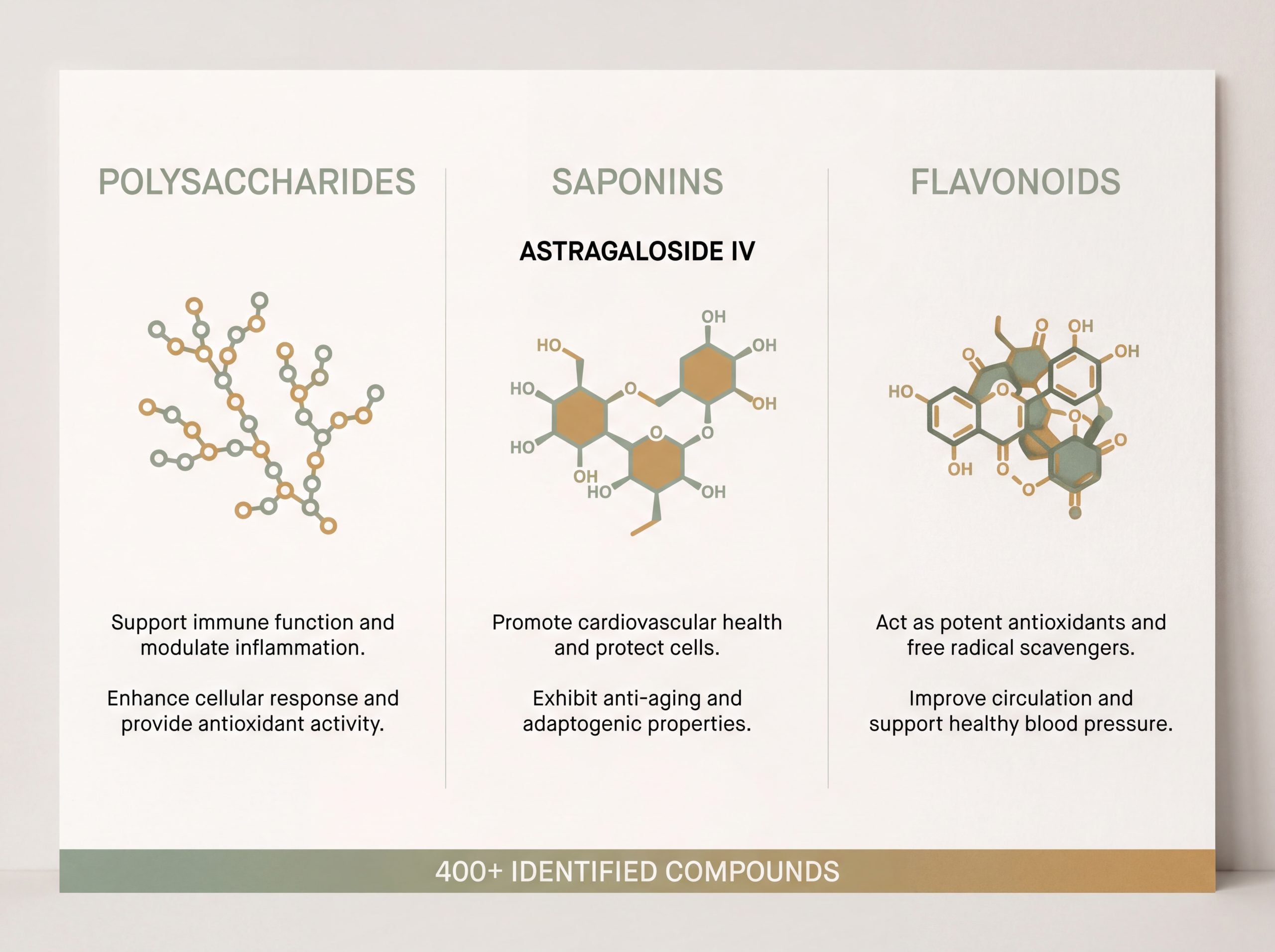 Infographic of astragalus root active compounds: polysaccharides, saponins including astragaloside IV, and flavonoids.