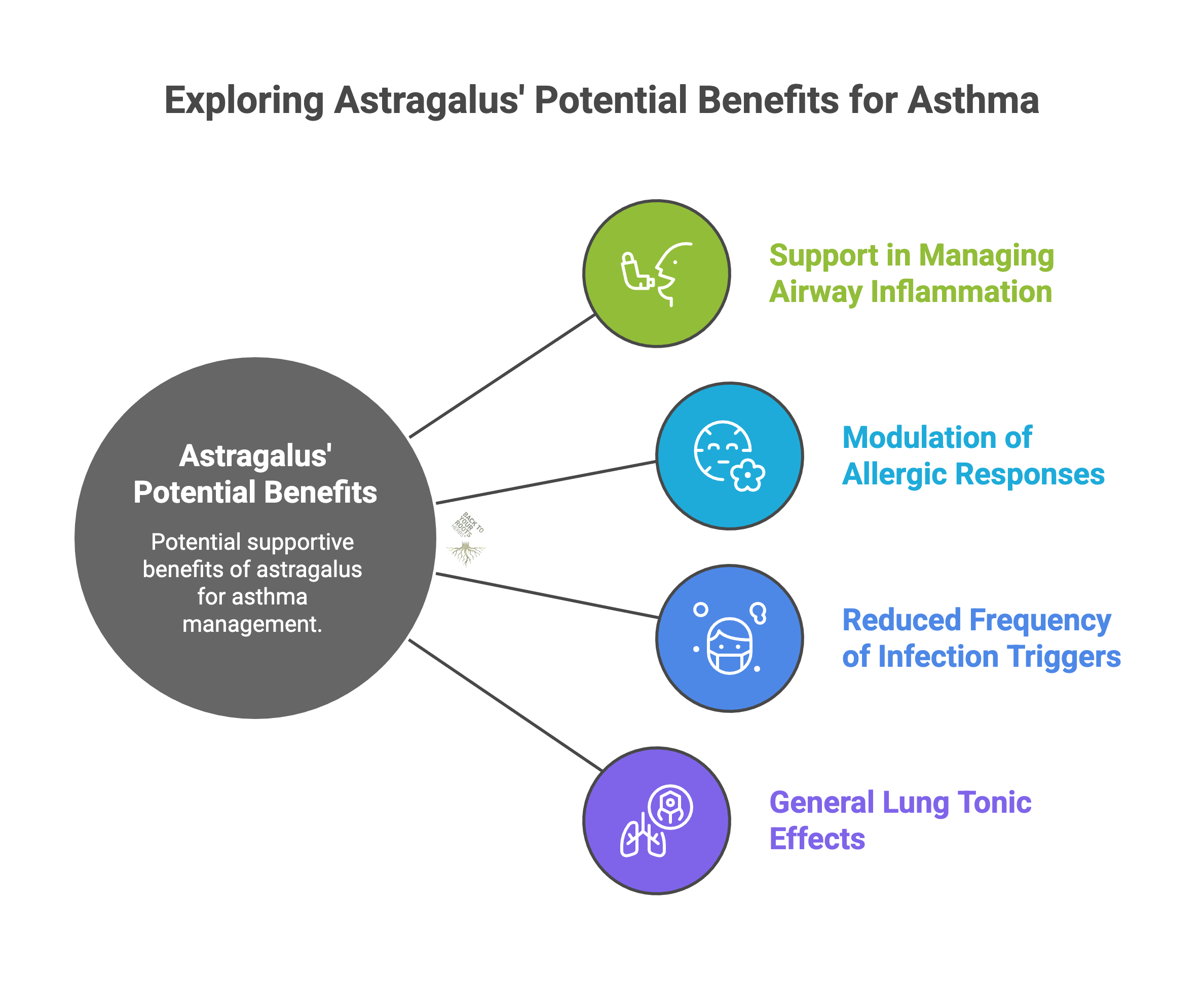 Infographic summarizing potential benefits of astragalus relevant to asthma management. Key points shown include support in managing airway inflammation, modulation of allergic responses, reduced frequency of infection triggers, and general lung tonic effects.