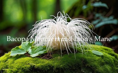 Learn Combining Bacopa and Lion’s Mane for Enhanced Cognitive Function