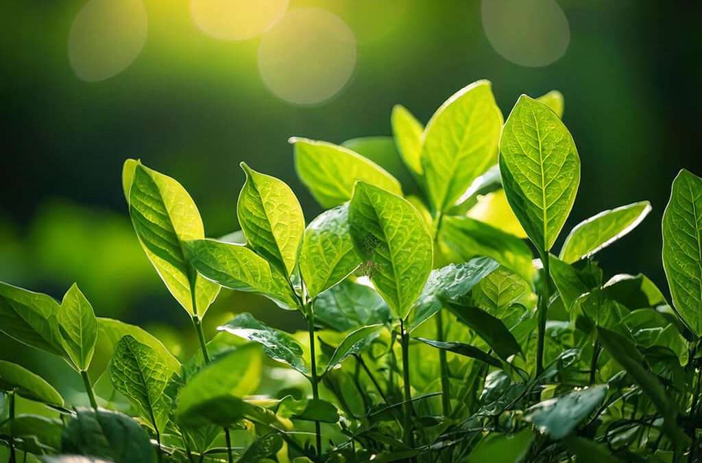 Exploring Bacopa: A Natural Approach to Managing ADHD Symptoms