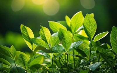 Exploring Bacopa: A Natural Approach to Managing ADHD Symptoms