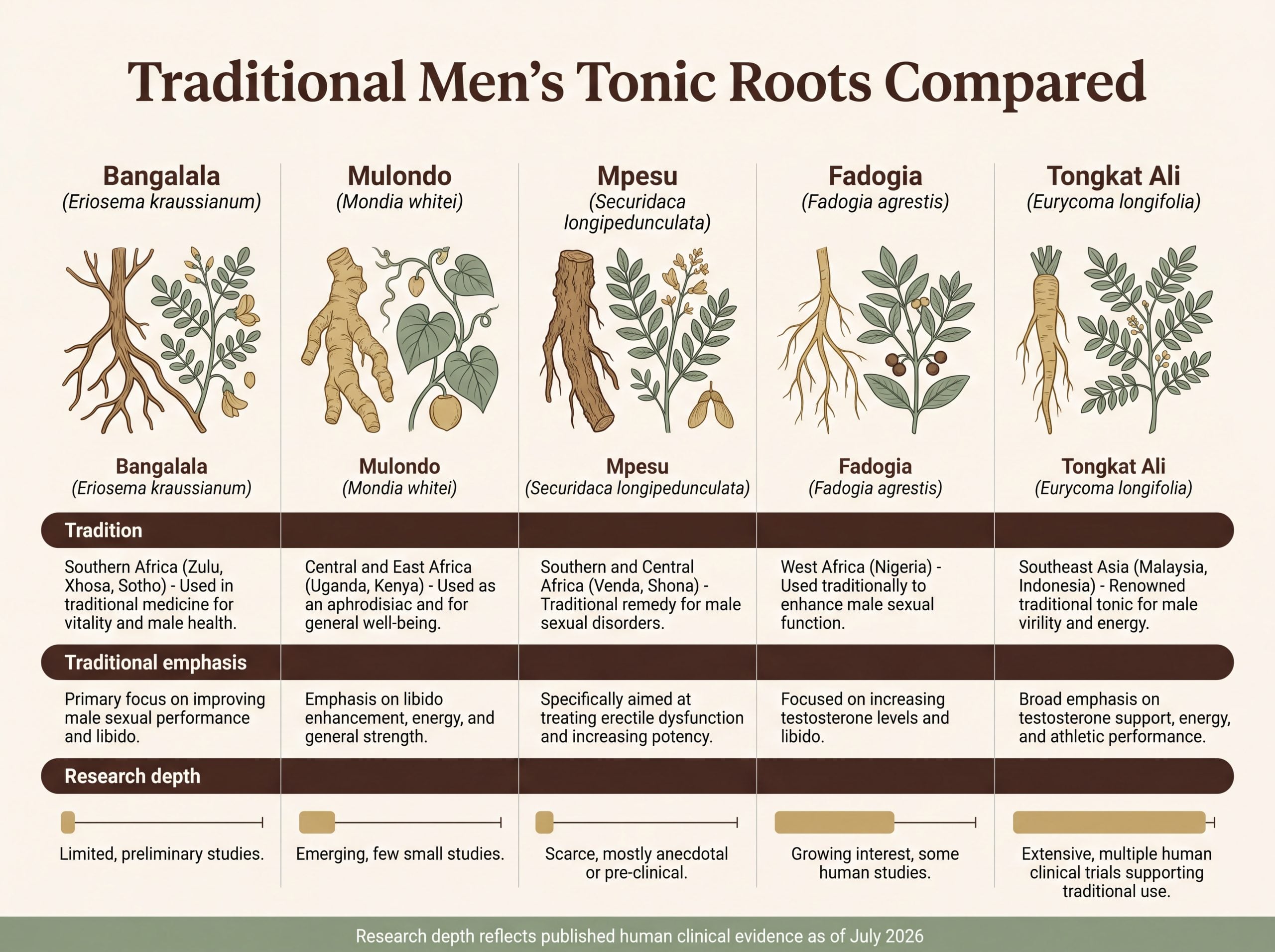 Comparison infographic of Bangalala, Mulondo, Mpesu, Fadogia and Tongkat Ali traditional tonic roots