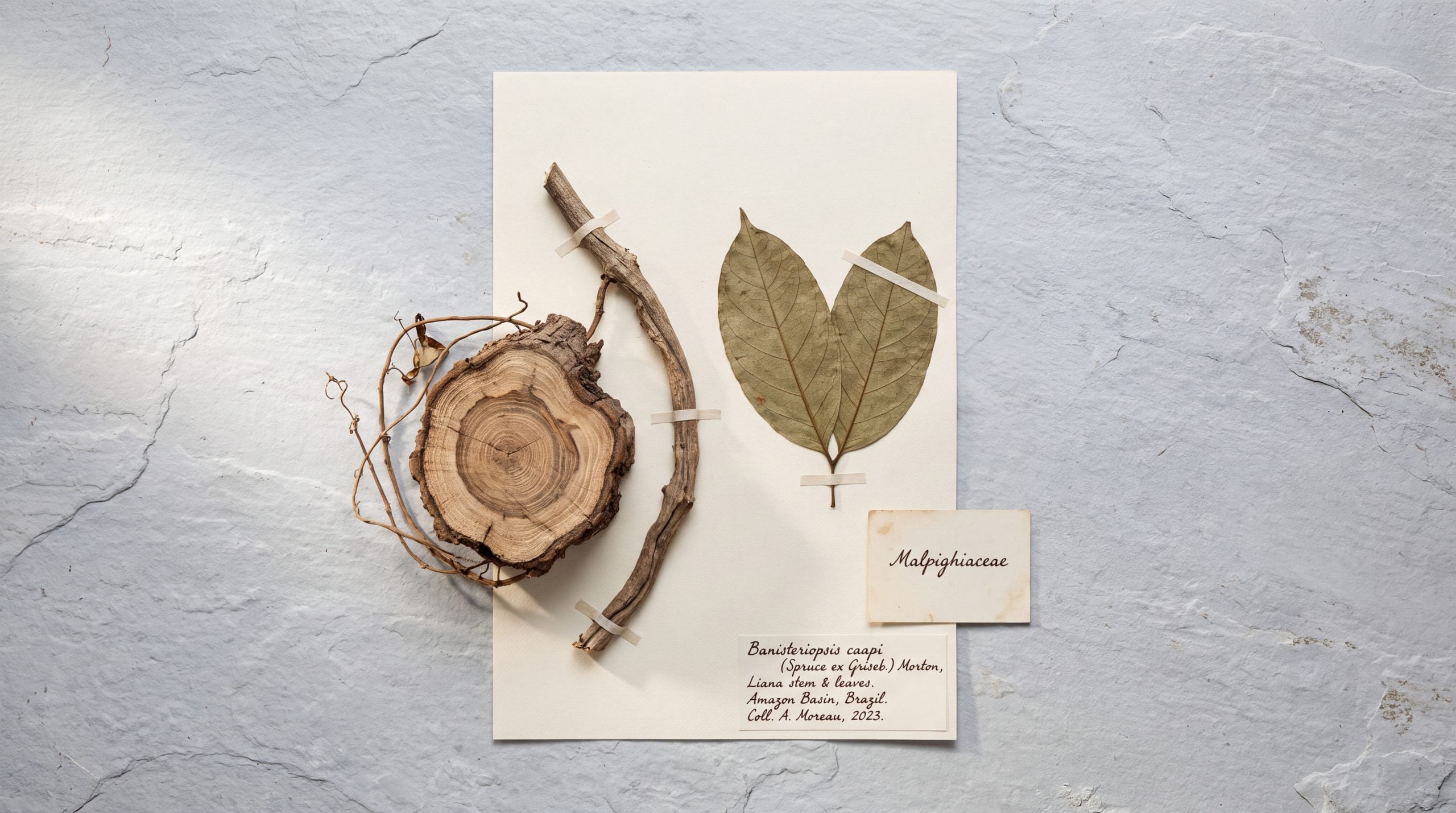 Herbarium-style specimen sheet of Banisteriopsis caapi with cut liana stem and Malpighiaceae label card
