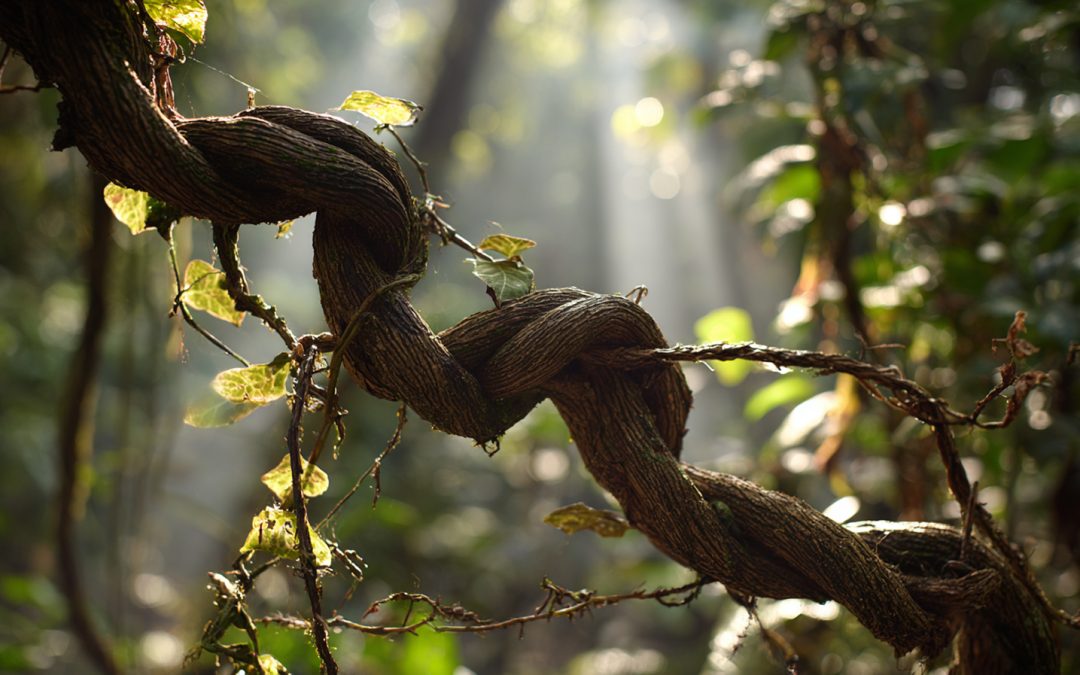 A Comprehensive Guide to the Caapi Vine