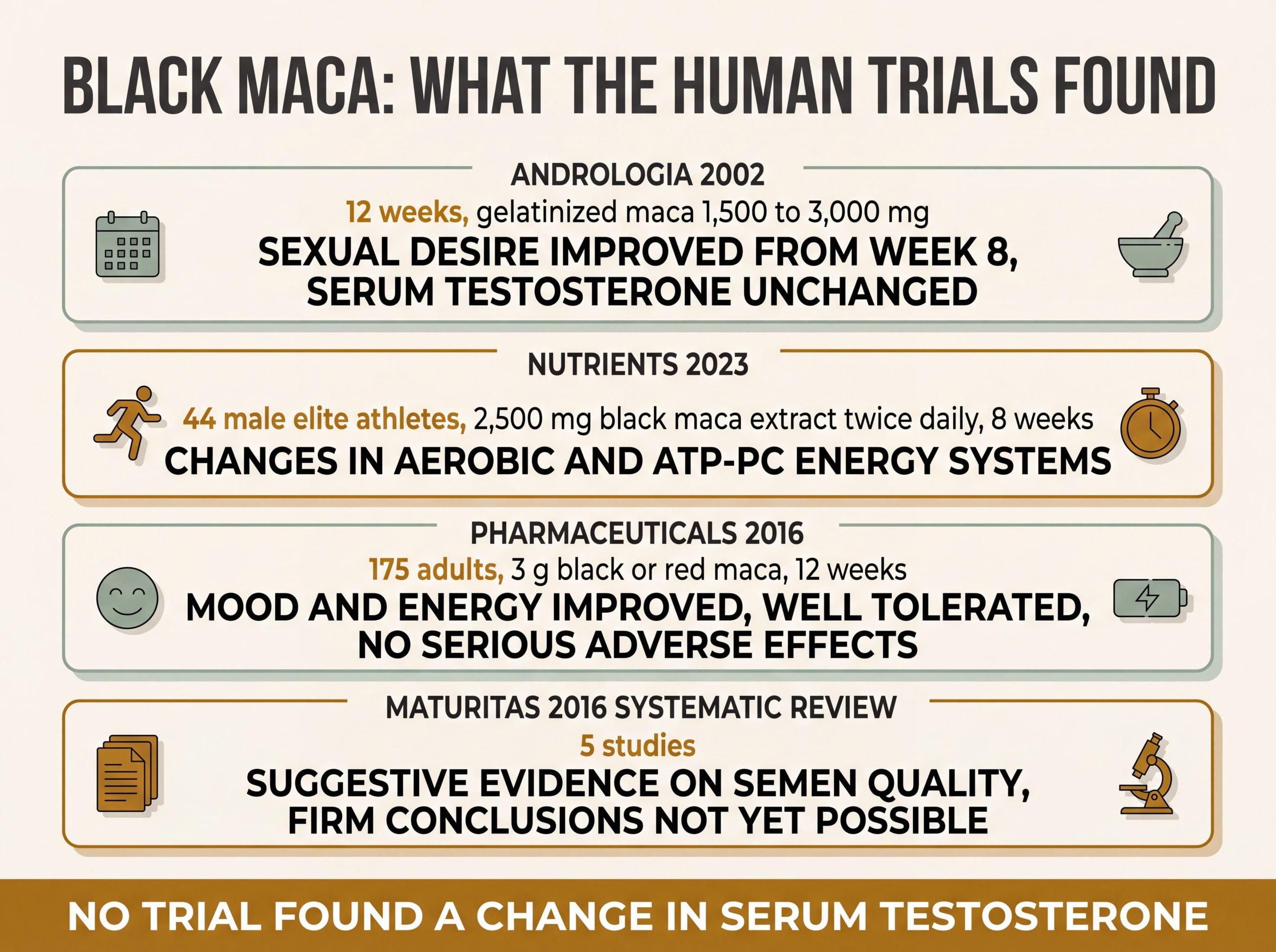 Infographic summarizing four human clinical trials on black maca for men including dose, duration, and findings on testosterone