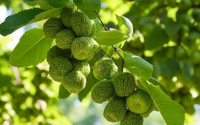 Unveiling the Anti-Parasitic Power of Black Walnuts