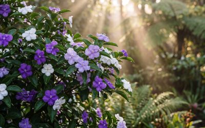 A Comprehensive Guide to the Yesterday, Today, and Tomorrow Plant (Brunfelsia uniflora)